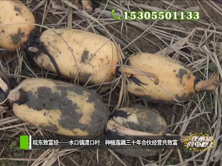 农村致富种植_田野种植什么_田野种植致富