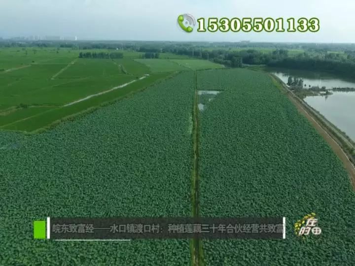 田野种植致富_农村致富种植_田野种植什么