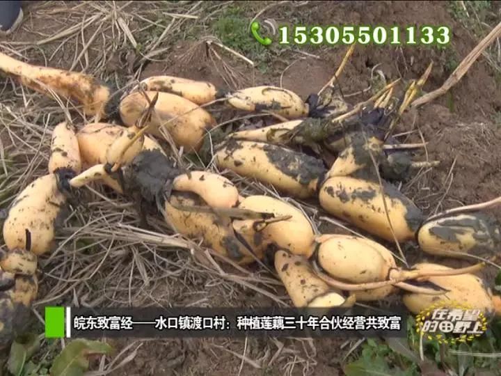 农村致富种植_田野种植什么_田野种植致富