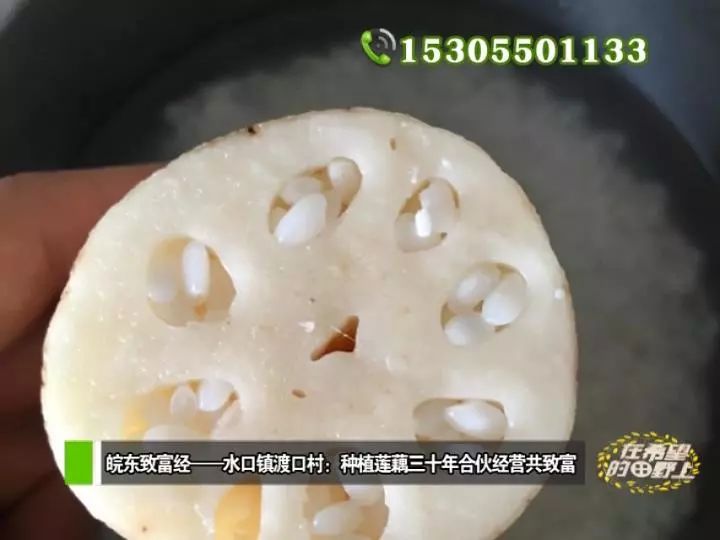 田野种植什么_农村致富种植_田野种植致富