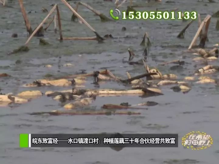 田野种植致富_田野种植什么_农村致富种植