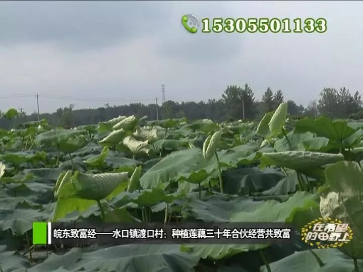 田野种植致富_农村致富种植_田野种植什么