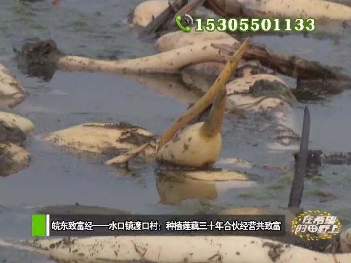 田野种植什么_田野种植致富_农村致富种植