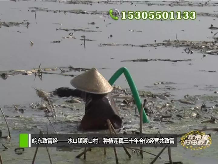 田野种植致富_田野种植什么_农村致富种植