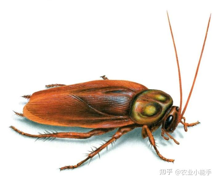 致富蟑螂养殖视频_怎样养殖蟑螂致富_养蟑螂致富视频