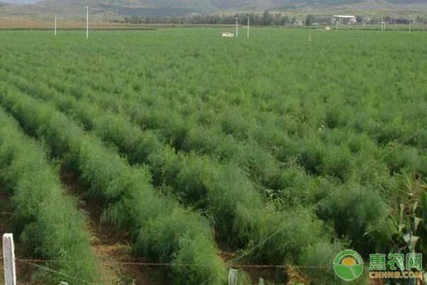 致富经芦笋种植视频_2020芦笋种植的前景_芦笋致富经