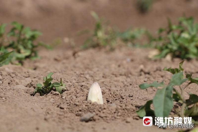 芦笋致富经_芦笋种植骗局致富_芦笋收益