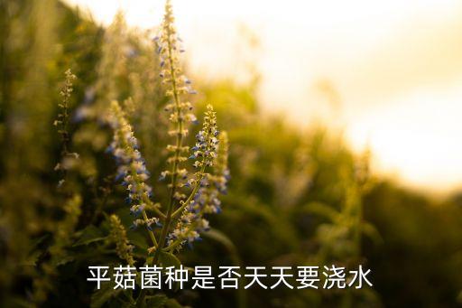 平菇菌种是否天天要浇水