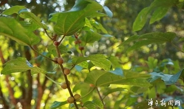 龙岩种植怎么赚钱_龙岩种植致富_福建龙岩种植什么最好