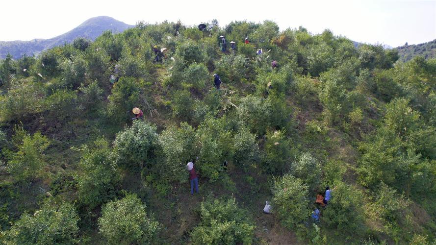荒山致富项目_荒山种植什么致富_荒山种植什么赚钱