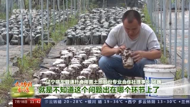 种植绣球菌致富新闻_绣球菌种植工厂成本_绣球菌的种植