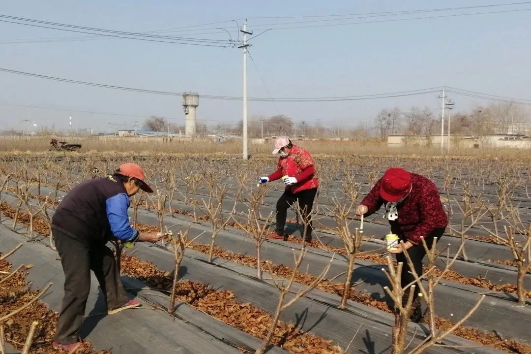 老城街道：小樱桃种出致富大文章