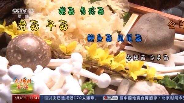 绣球菌的种植_种植绣球菌致富新闻_绣球菌栽培技术