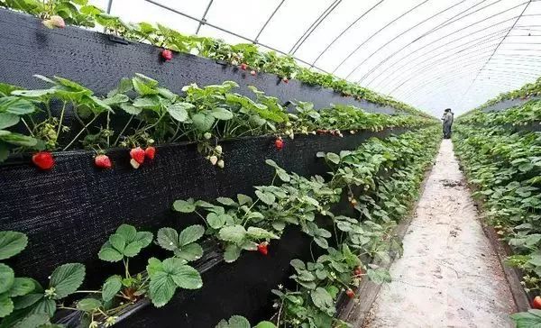 湖北适合种哪种草莓_湖北种植草莓致富_湖北种什么草莓好吃
