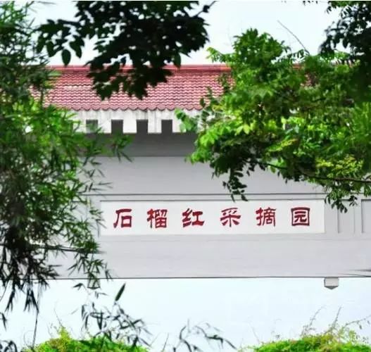 湖北种什么草莓好吃_湖北适合种哪种草莓_湖北种植草莓致富