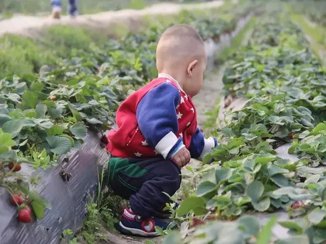 湖北种植草莓致富_湖北适合种哪种草莓_湖北种什么草莓好吃