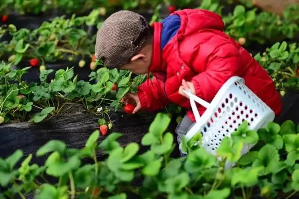 湖北种什么草莓好吃_湖北种植草莓致富_湖北适合种哪种草莓