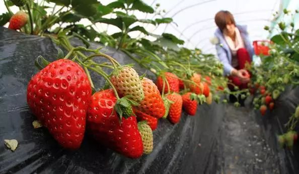 湖北适合种哪种草莓_湖北种什么草莓好吃_湖北种植草莓致富