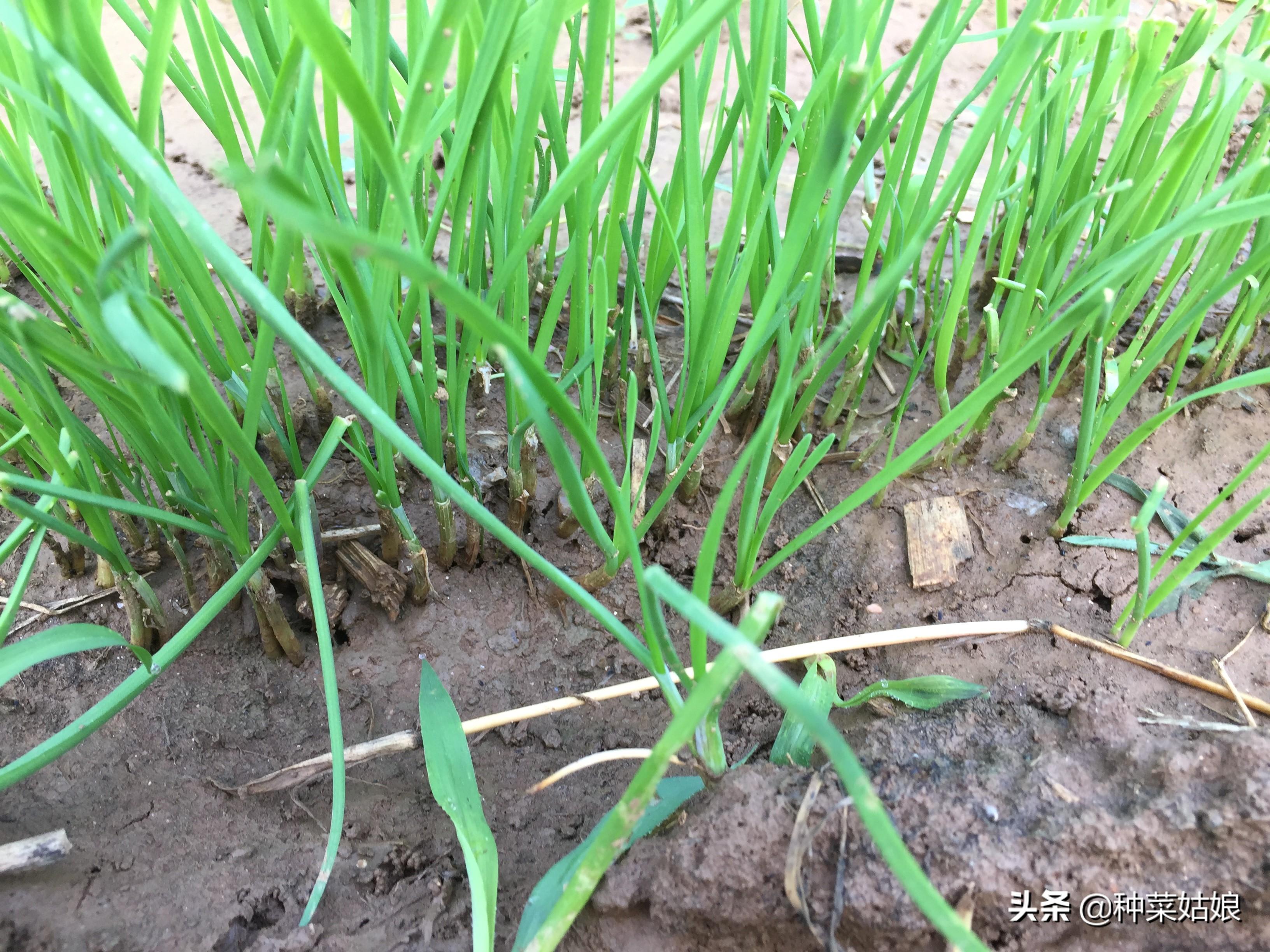 韭菜种植技术_韭菜种植技术和时间_韭菜种植技术与栽培