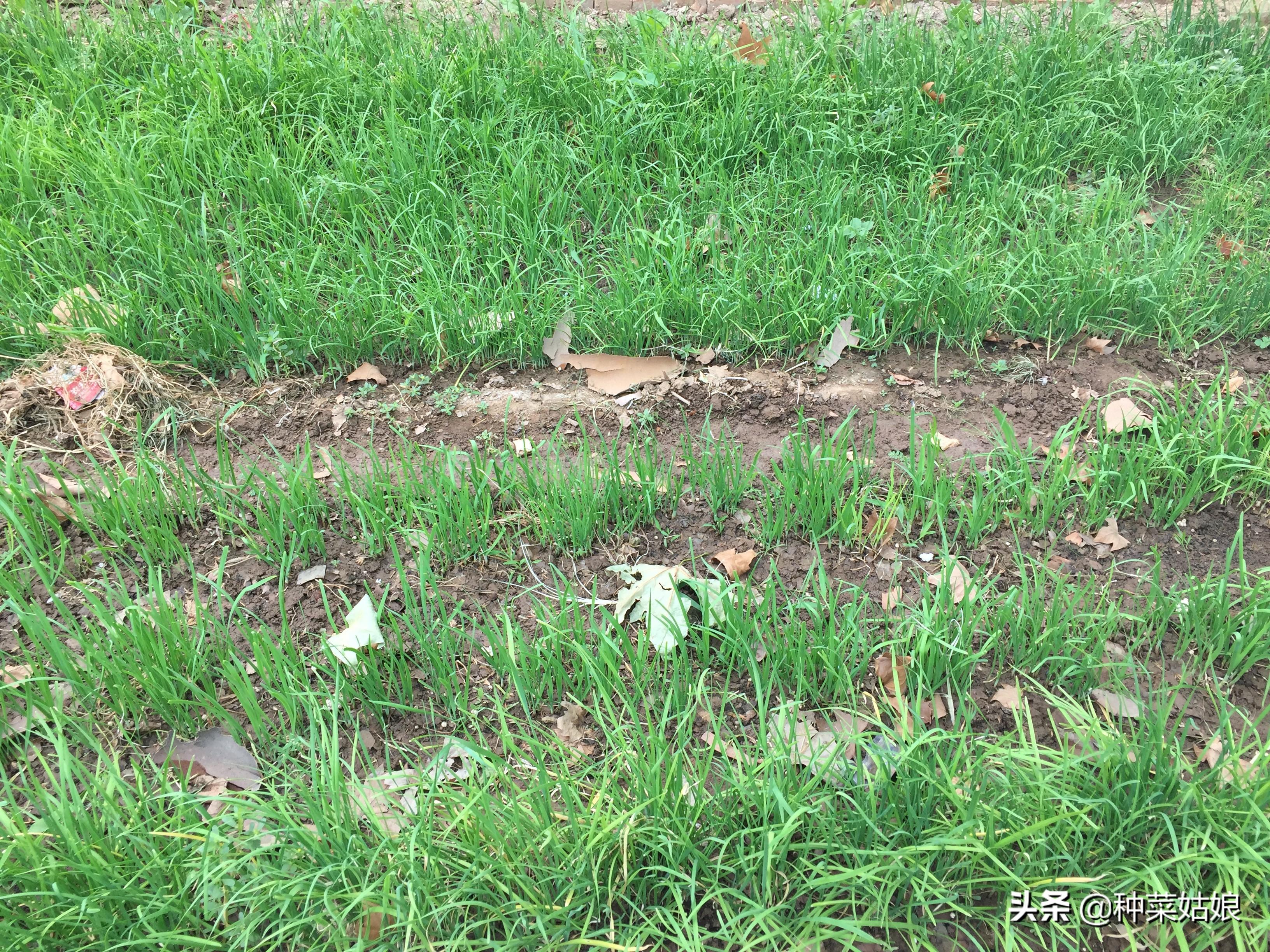 韭菜种植技术和时间_韭菜种植技术与栽培_韭菜种植技术
