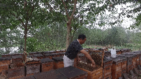 养蜂致富真的可以吗_养蜂致富经_致富经养殖养蜂