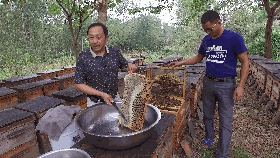 养蜂致富经_致富经养殖养蜂_养蜂致富真的可以吗