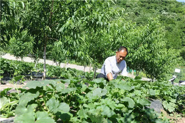 湖北十堰茅箭区：“新农人”带领乡亲走上致富路