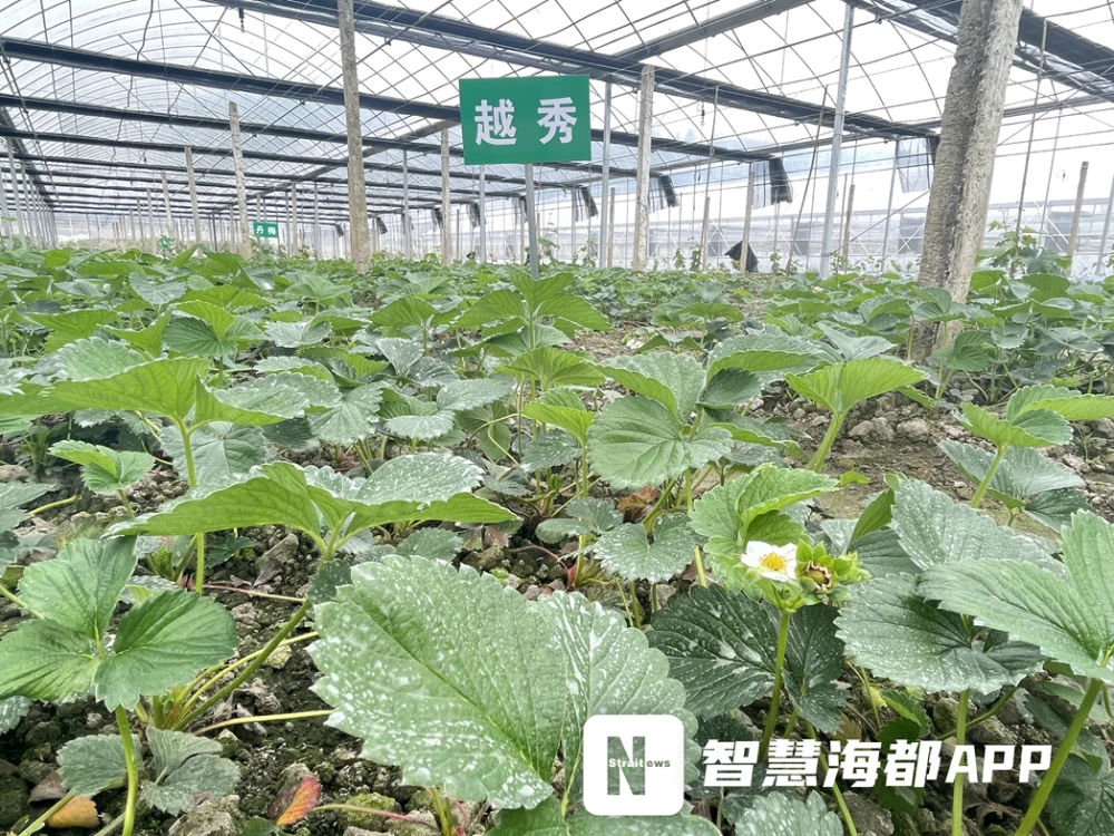 湖北种植草莓致富_致富湖北种植草莓视频_湖北草莓主栽品种是哪些