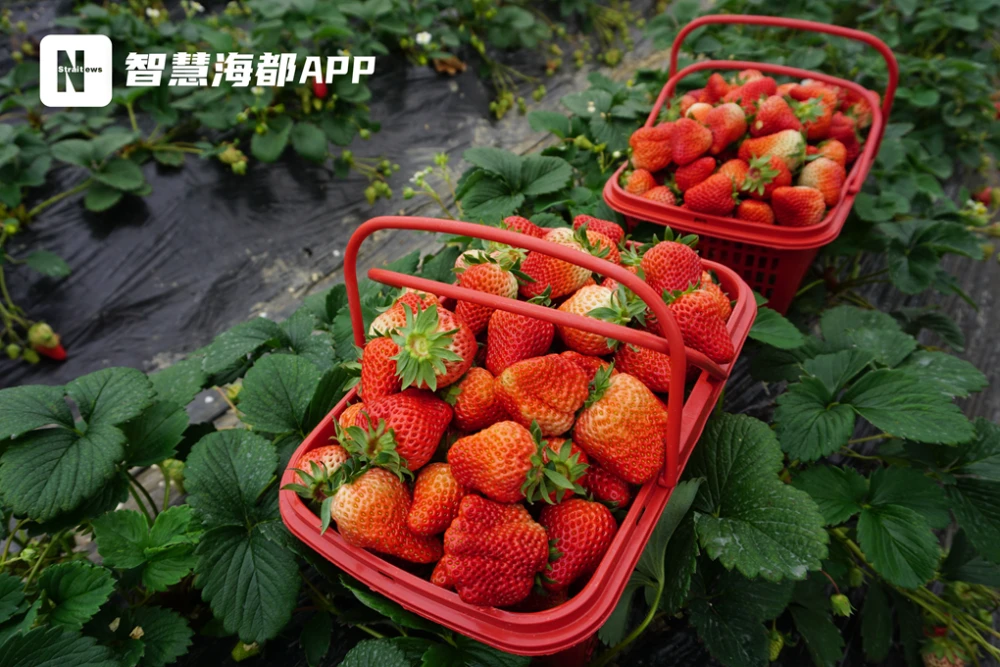 致富湖北种植草莓视频_湖北种植草莓致富_湖北草莓主栽品种是哪些