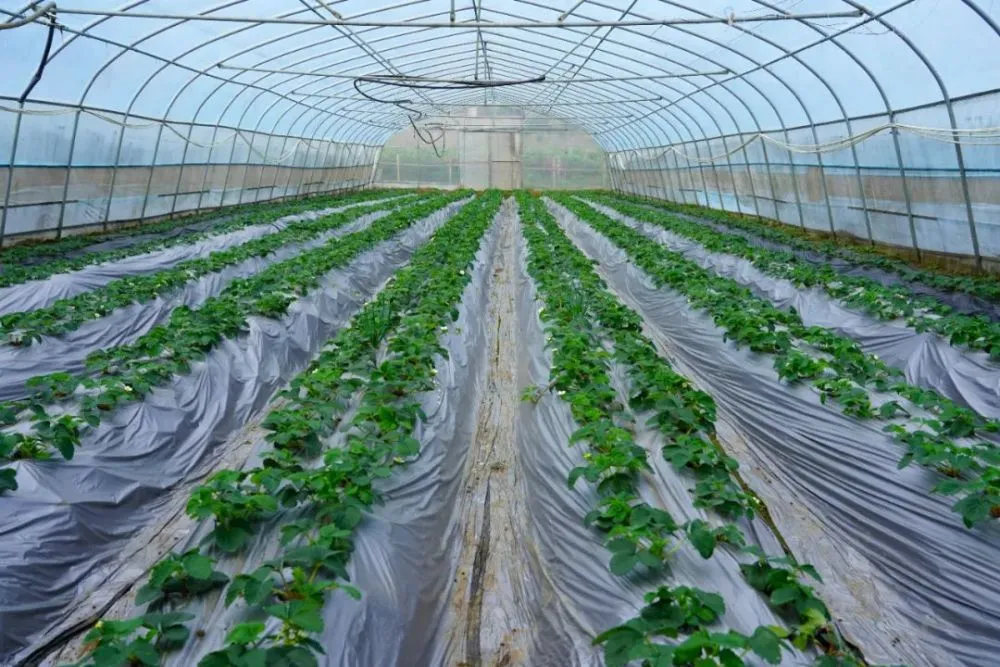 湖北草莓主栽品种是哪些_湖北种植草莓致富_湖北种草莓吗