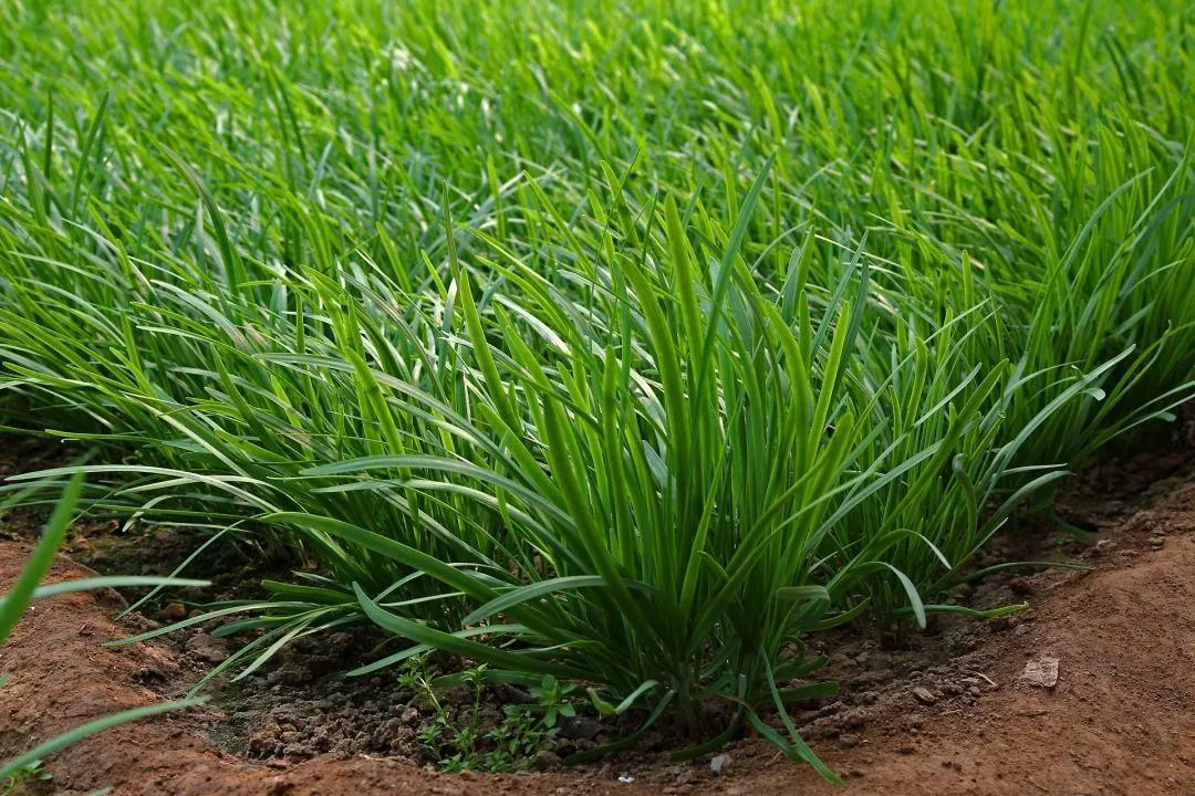 韭菜种植技术_韭菜种植技术和时间_五色韭菜种植技术