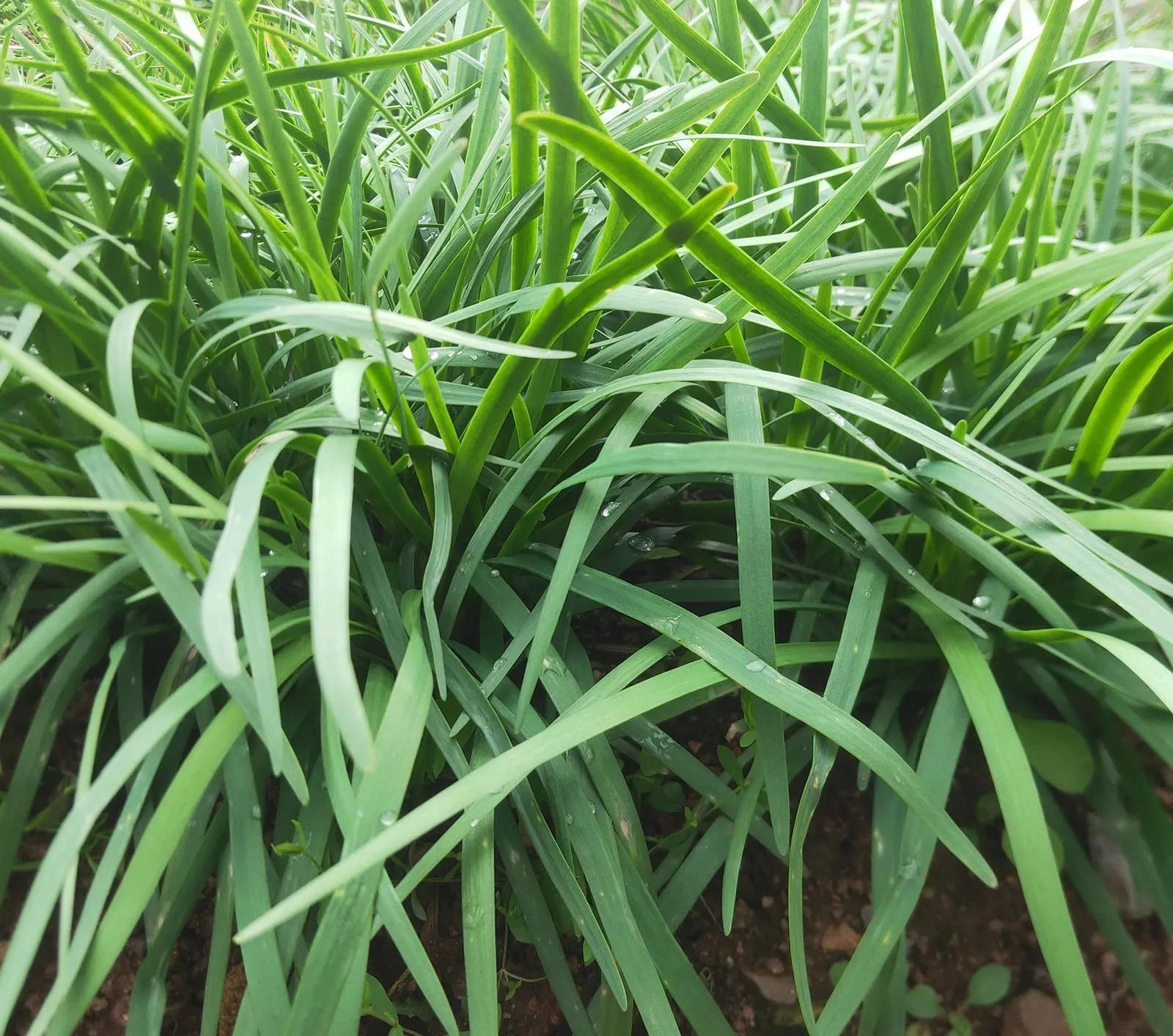 韭菜种植技术_五色韭菜种植技术_韭菜种植技术和时间