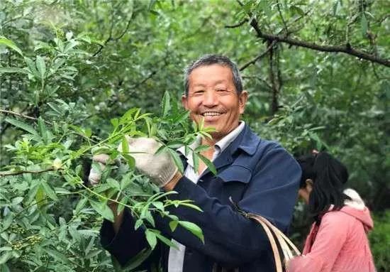 云南农村致富经_云南致富带头人_云南致富经