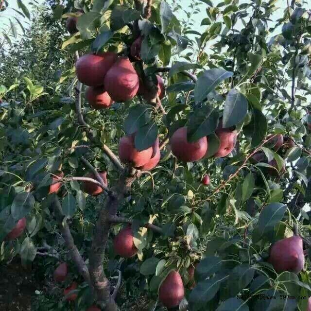 种植什么最赚钱？这3种农村种植致富项目，都说不愁没销路
