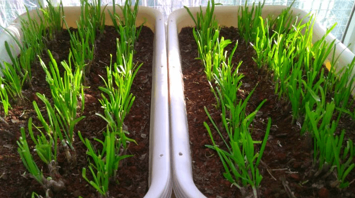韭菜种植技术与管理方法_韭菜种植技术和时间_韭菜种植技术