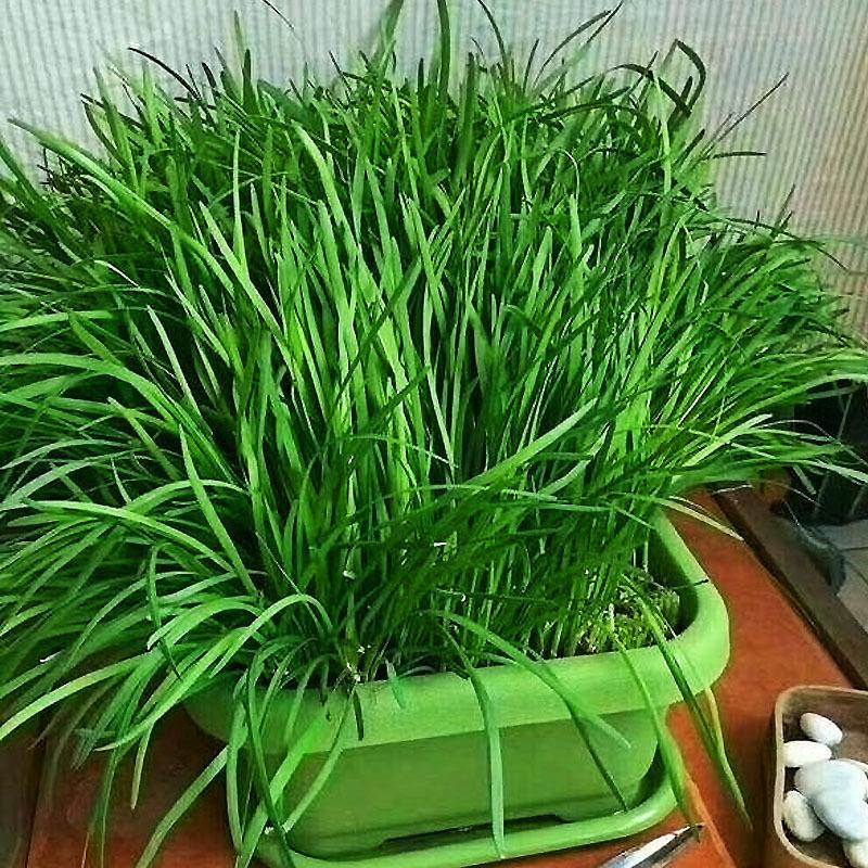 韭菜种植技术_韭菜种植技术和时间_韭菜种植技术与管理方法
