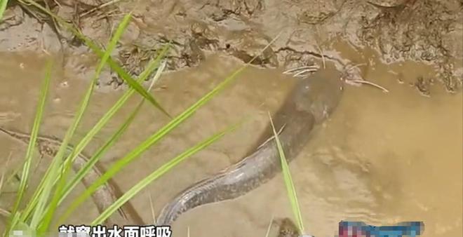 埃及鲶鱼的养殖方法_埃及鲶鱼养殖技术_埃及养殖鲶鱼技术要求