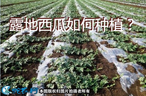 种西瓜技术图1