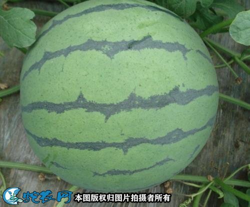 种西瓜技术图4