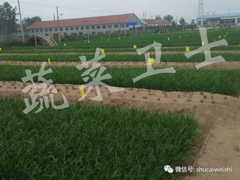 大棚韭菜种植技术_韭菜种植技术和时间_韭菜种植技术