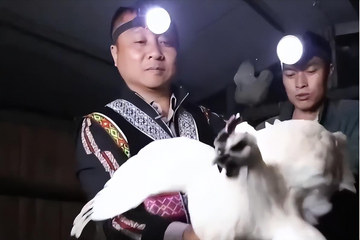 绿壳乌鸡蛋的营养价值_养殖绿壳蛋鸡_致富经绿壳乌鸡养殖视频