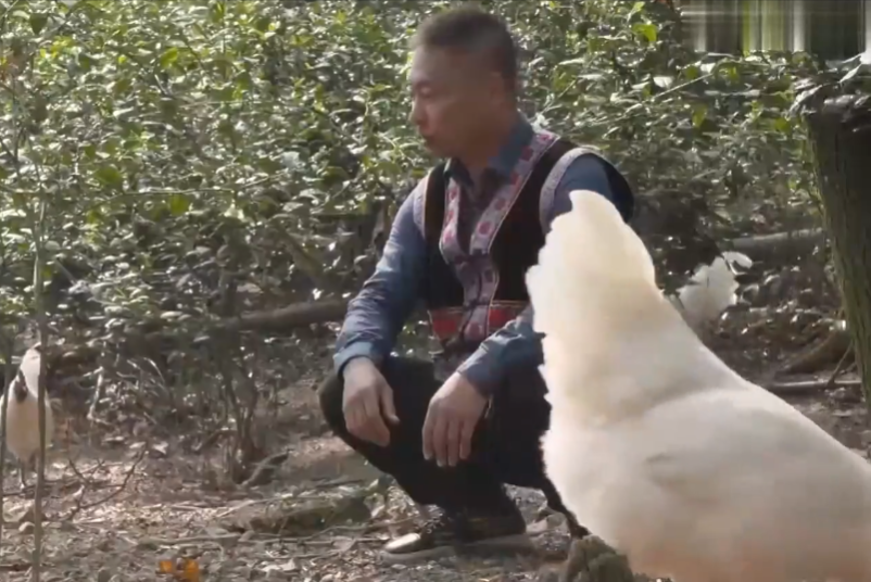 养殖绿壳蛋鸡_致富经绿壳乌鸡养殖视频_绿壳乌鸡蛋的营养价值