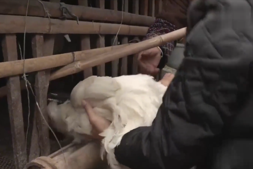 致富经绿壳乌鸡养殖视频_养殖绿壳蛋鸡_绿壳乌鸡蛋的营养价值