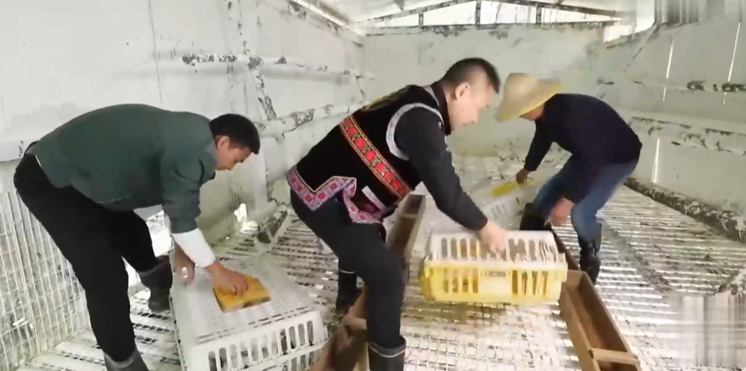 绿壳乌鸡蛋的营养价值_养殖绿壳蛋鸡_致富经绿壳乌鸡养殖视频