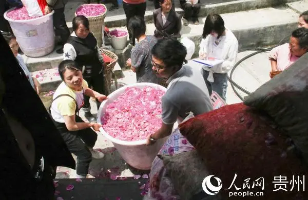 贵州大方：山村玫瑰绽放“致富花”