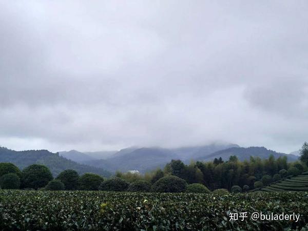 茶叶高产种植技术有哪些_茶叶高产种植技术要点_高产茶叶种植技术