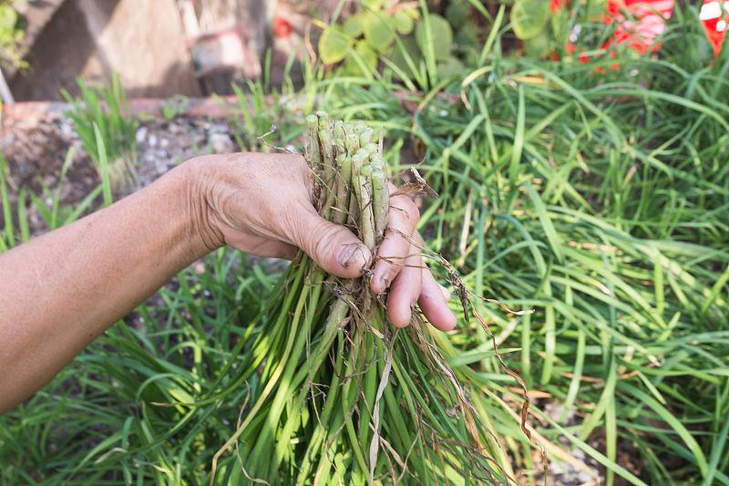 韭菜种植技术_韭菜种植技术与栽培_五色韭菜种植技术