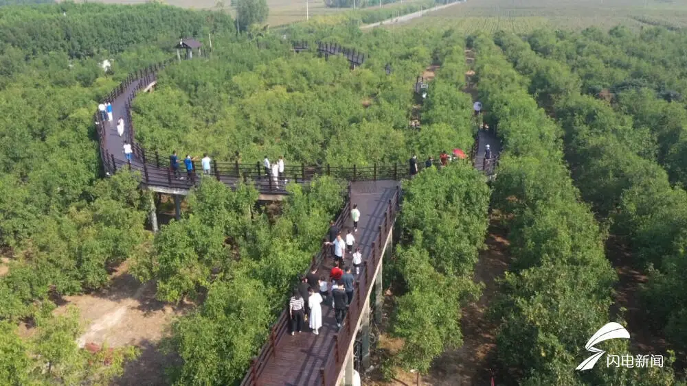 乐陵种植致富_种植致富经_种植致富业