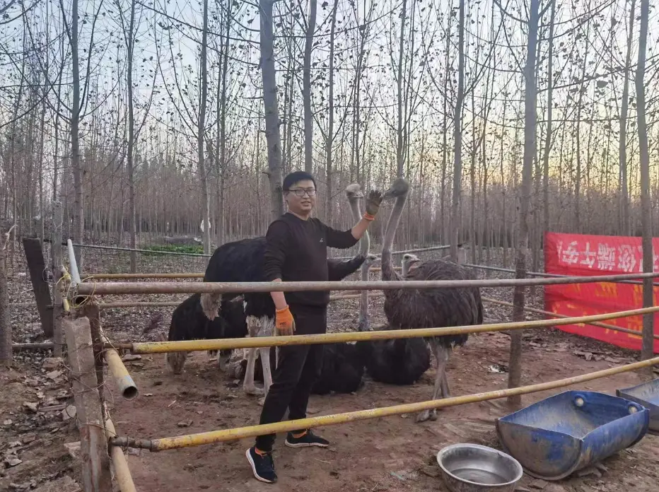 详细的鸵鸟养殖技术_养殖详细鸵鸟技术要求_养殖鸵鸟技术视频