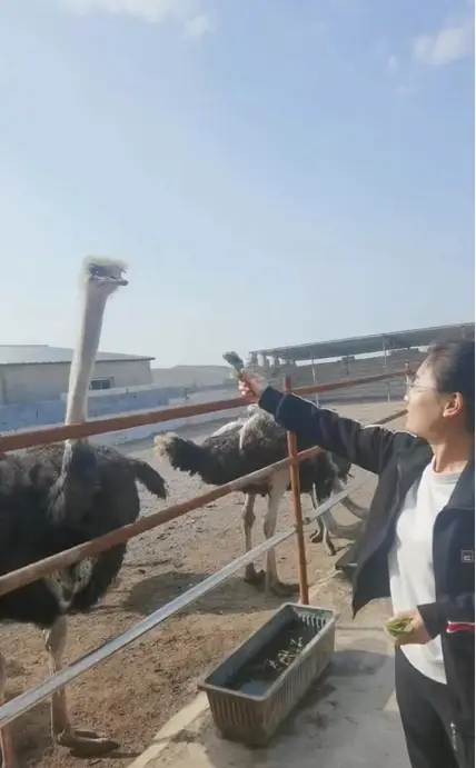 养殖鸵鸟技术视频_养殖详细鸵鸟技术要求_详细的鸵鸟养殖技术